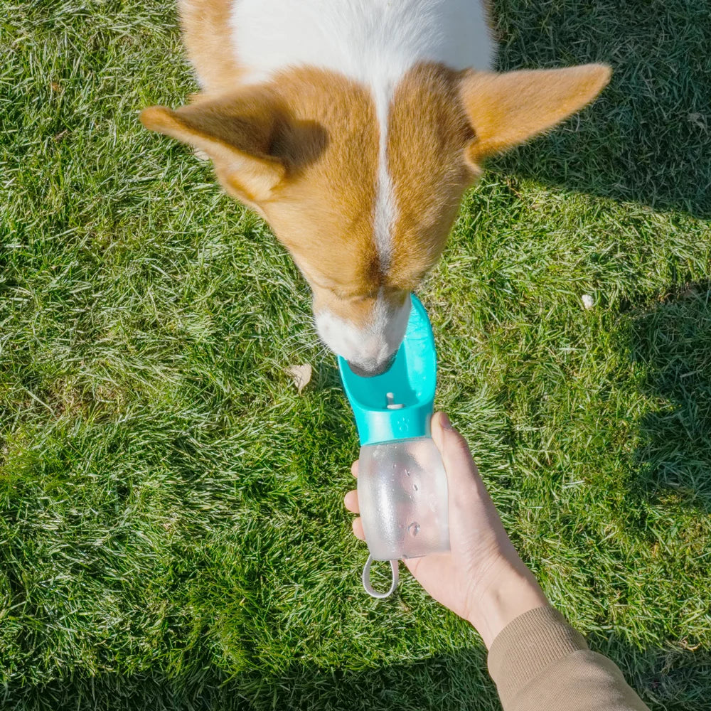 Pet water bottle with turquoise top and white body feeding water to a dog